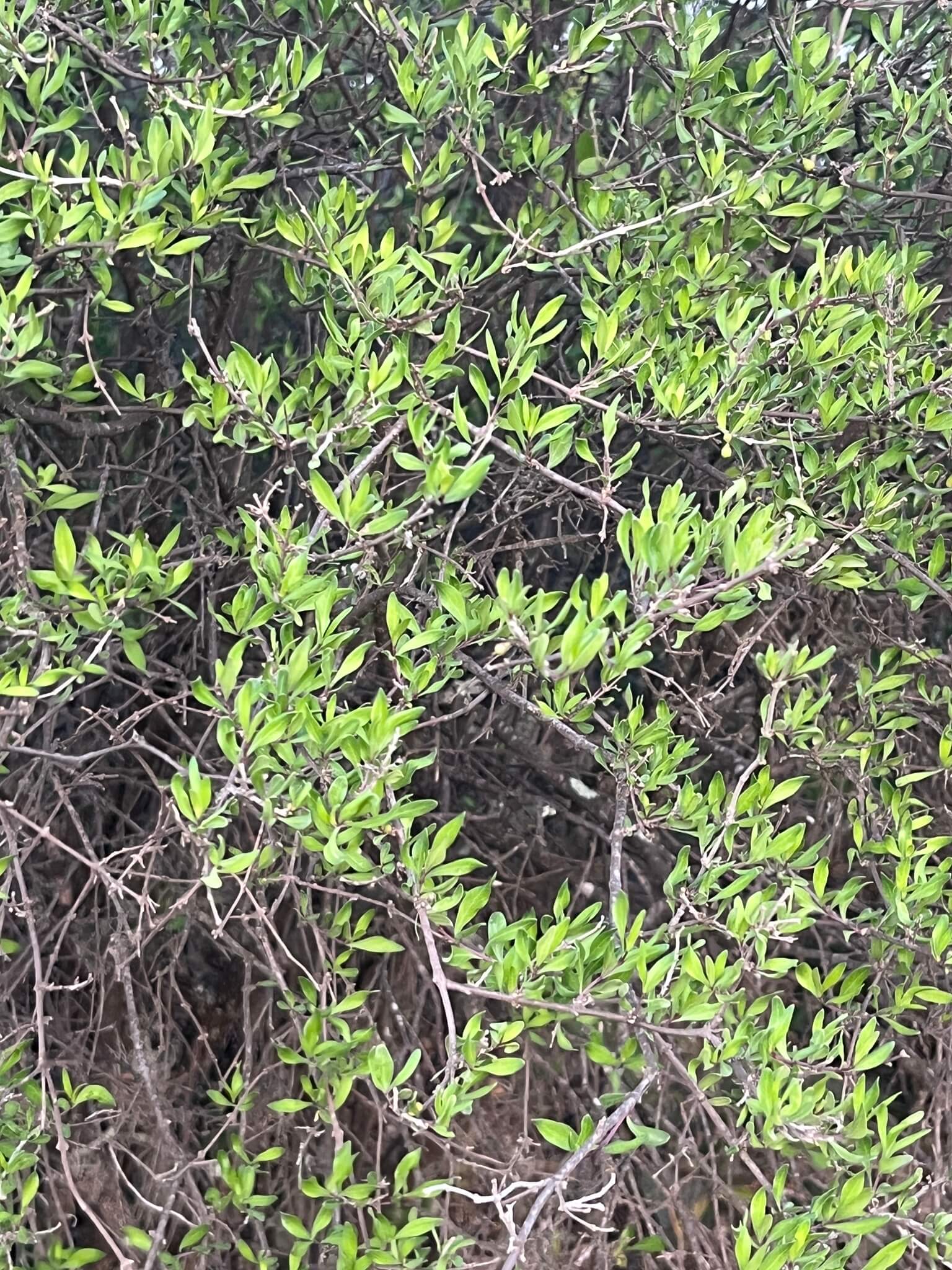 Citharexylum lycioides